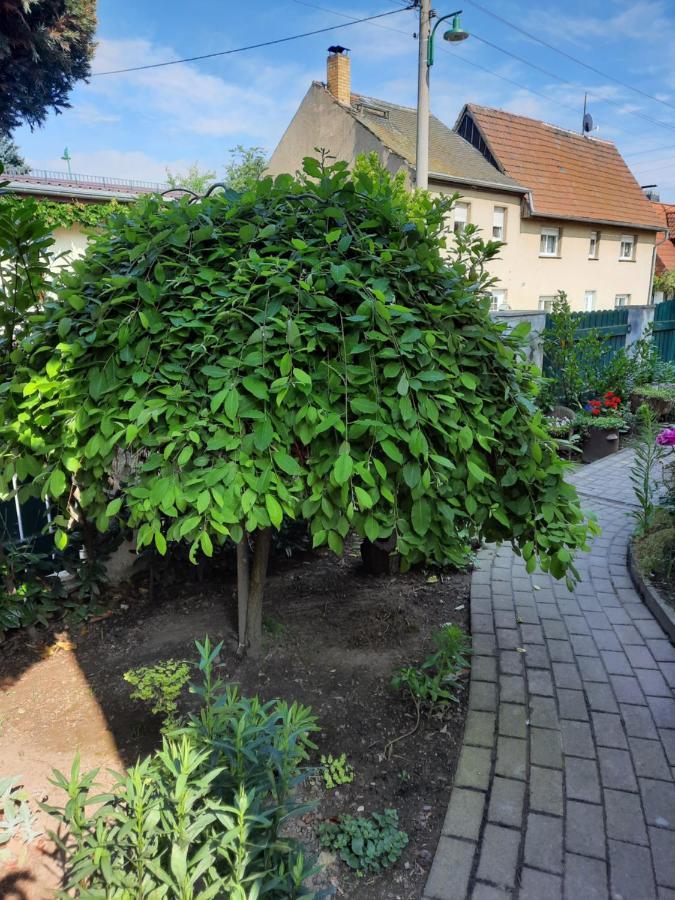Gaestewohnung Am Thuemmlitzwald Grimma Exterior foto